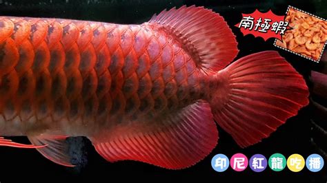 紅龍魚可以吃嗎|紅龍魚吃什麼，投食要注意什麼